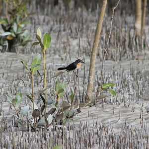 Broad-billed Flycatcher (Myiagra ruficollis)