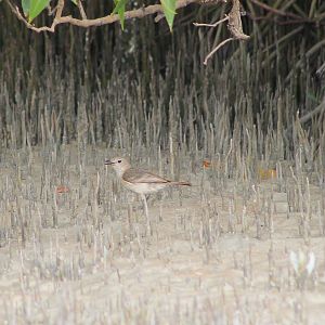 female White-breasted Whistler (Pachycephala lanioides)