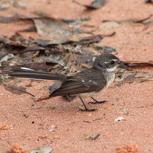 Mangrove Fantail (Rhipidura phasiana)