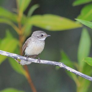 Mangrove Fantail (Rhipidura phasiana)