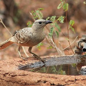 Great Bowerbird (Chlamydera nuchalis)