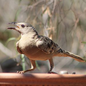 Great Bowerbird (Chlamydera nuchalis)
