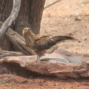 Whistling Kite (Haliastur sphenurus)