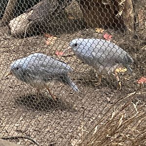 Pair of Kagu