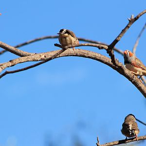 Australian Zebra Finches (Taeniopygia castanotis)