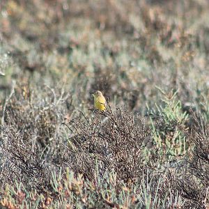 female Yellow Chat (Epthianura crocea)