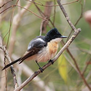 Paperbark Flycatcher (Myiagra nana)