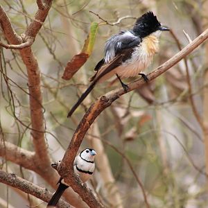Paperbark Flycatcher and Double-barred Finches