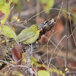 Australian Yellow White-eye (Zosterops luteus)