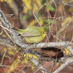 Australian Yellow White-eye (Zosterops luteus)