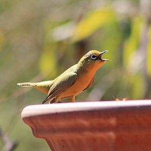 Australian Yellow White-eye (Zosterops luteus)