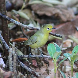 Australian Yellow White-eye (Zosterops luteus)