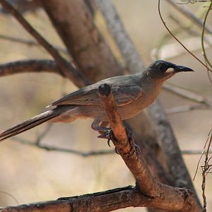 White-gaped Honeyeater (Stomiopera unicolor)