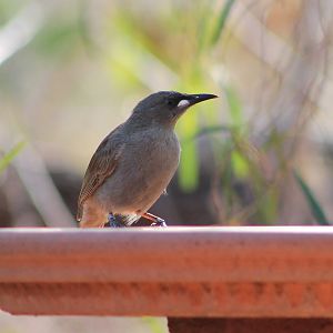 White-gaped Honeyeater (Stomiopera unicolor)
