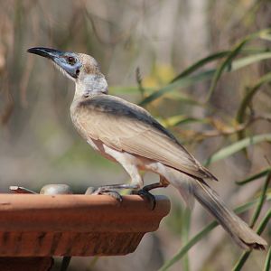 Little Friarbird (Philemon citreogularis)