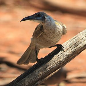 Little Friarbird (Philemon citreogularis)
