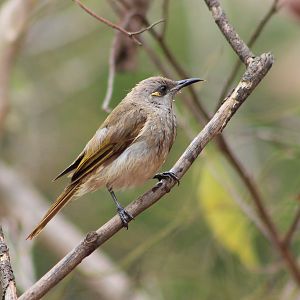 Brown Honeyeater (Lichmera indistincta)