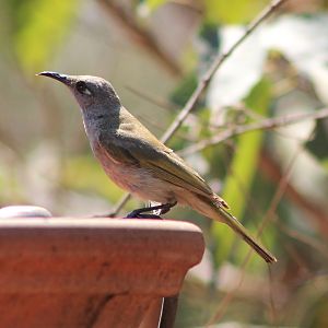 Brown Honeyeater (Lichmera indistincta)