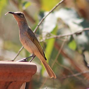Brown Honeyeater (Lichmera indistincta)