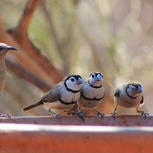 Brown Honeyeater and Double-barred Finches