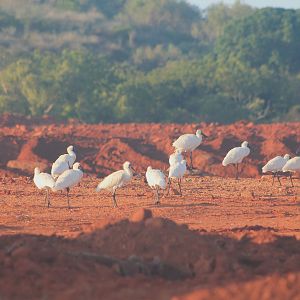 Royal Spoonbills (Platalea regia)