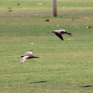Little Curlews (Numenius minutus)