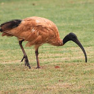 Australian White Ibis (Threskiornis molucca)