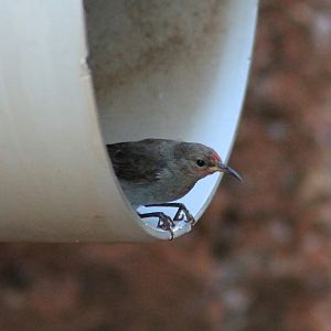 Red-headed Honeyeater (Myzomela erythrocephala)