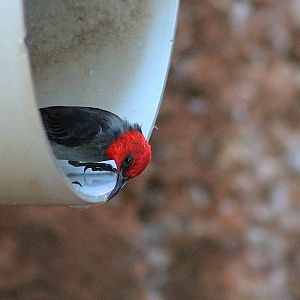 Red-headed Honeyeater (Myzomela erythrocephala)