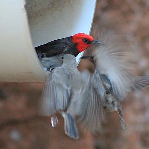 Red-headed Honeyeaters (Myzomela erythrocephala)