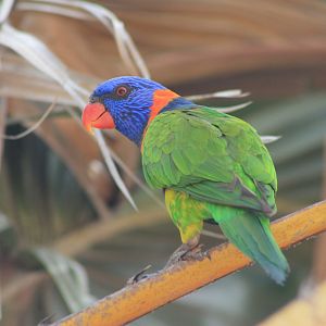 Red-collared Lorikeet (Trichoglossus rubritorquis)