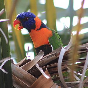 Red-collared Lorikeet (Trichoglossus rubritorquis)