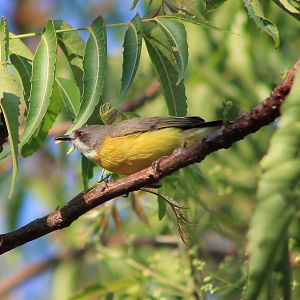 White-throated Gerygone (Gerygone olivacea)
