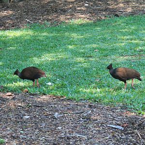 Orange-footed Scrubfowl (Megapodius reinwardt)