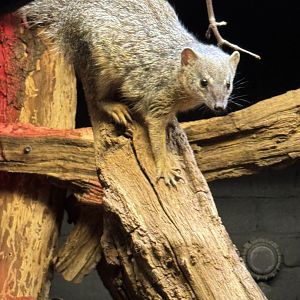 Narrow Striped Mongoose