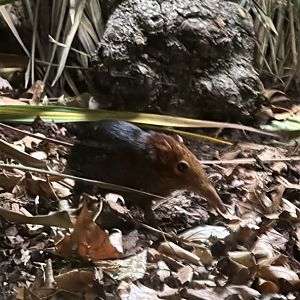 rufous and black elephant shrew