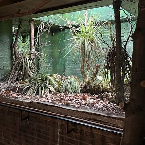 rufous and black elephant shrew exhibit