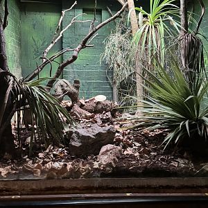 rufous and black elephant shrew exhibit