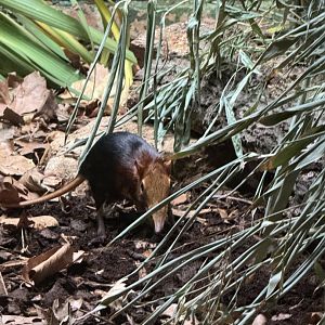 Rufous and Black Elephant Shrew