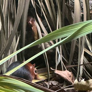 Rufous and Black Elephant Shrew