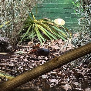 Rufous and Black Elephant Shrew