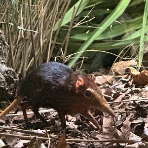 Rufous and Black Elephant Shrew