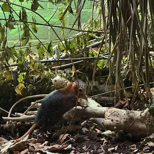 Rufous and Black Elephant Shrew