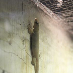 Stump-toed gecko (Gehyra mutilata)