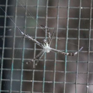 Dang's cross spider (Argiope dang)