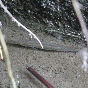 Wrestling halfbeak (Dermogenys pusilla)