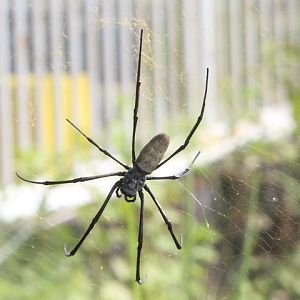 Giant orb-web weaver (Nephila vitiana)