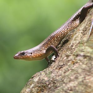 Oriental brown-sided skink (Eutropis multifasciata)