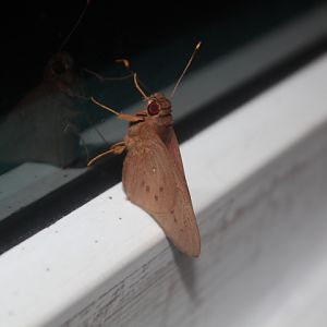 Coconut skipper (Hidari irava)