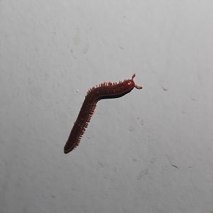 Rusty millipede (Trigoniulus corallinus)